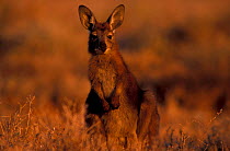 Wallaroo (Euro) {Macropus robustus} Sturt NP, NSW, Australia New South Wales