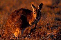 Wallaroo (Euro) {Macropus robustus} Sturt NP, NSW, Australia New South Wales