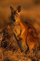 Wallaroo / Euro {Macropus robustus} at sunset, Sturt NP,  New South Wales, Australia