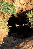 Badger hair caught on barbed wire over sett entrance {Meles meles} Derbyshire, UK