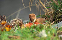 Weasel {Mustela nivalis} with road kill pheasant, Derbyshire, UK