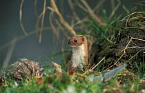 Weasel {Mustela nivalis} with road kill pheasant Derbyshire, UK Whatstandwell