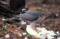 Sparrowhawk {Accipiter nisus} with domestic dove kill Derbyshire, UK Whatstandwell