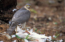 Sparrowhawk {Accipiter nisus} with domestic dove kill Derbyshire, UK Whatstandwell