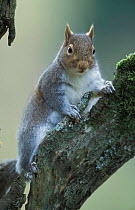 Grey squirrel {Sciurus carolinensis} Wales, UK