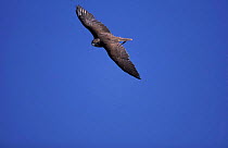 Saker falcon flying {Falco cherrug} Spain