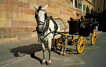 Horse drawn carriage, Malaga, Andalucia, Spain