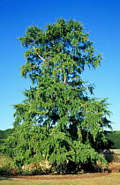Ginkgo / Maidenhair tree {Ginkgo biloba} native of China. Wiltshire, UK