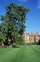 Corsham Court, Wiltshire, UK with Ginkgo / Maidenhair tree {Ginkgo biloba}