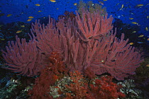 Soft corals {Echinogorgia sp} Fiji