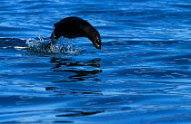 Afro Australian / Cape fur seal porpoising {Arctocephalllus pusillus} False Bay, South Africa