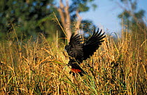 Red tailed black cockatoo {Calyptorhynchus banksii} Western Australia