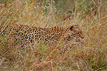 Leopard camouflaged in grass {Panthera pardus} Masai Mara, Kenya, East Africa
