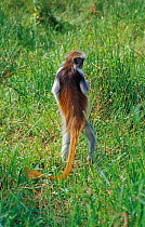 Zanzibar red colobus monkey (Procolobus kirkii) standing, Zanzibar, Tanzania