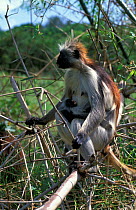 Zanzibar red colobus monkey (Procolobus kirkii) mother with young, Zanzibar, Tanzania