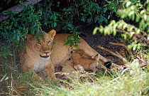 African lioness suckling cubs {Panthera leo} Masai Mara, Kenya