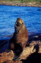 New Zealand fur seal {Arctocephalus forsteri} South Australia