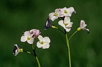 Cuckoo flower / Lady's Smock {Cardamine pratensis} Coombe valley, Cornwall, UK
