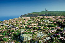 Lundy island, Devon, UK with Sea pinks and lighthouse.