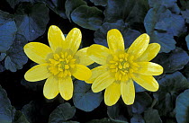 Two Lesser celandine flowers {Ranunculus ficaria} Cornwall, UK