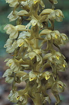 Birds nest orchid, close-up {Neottia nidus-avis} Cornwall, UK