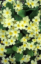 Mass of Common primrose flowers {Primula vulgaris} Cornwall, UK