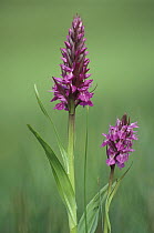 Southern marsh orchid {Dactylorhiza praetermissa} Cornwall, UK