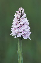 Spotted heath orchid {Dactylorhiza maculata} Devon, U