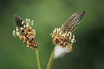 Ribwort plantain {Plantago sp} + Cuckoo spit (froth secreted by Planthopper larvae, UK