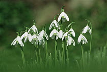 Snowdrops flowering {Galanthus nivalis} Cornwall, UK
