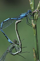 Common blue damselflies mating {Enallagma cyathigerum} Cornwall, UK