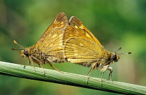 Large skipper butterfly pair mating {Ochlodes sylvanus} Cornwall, UK