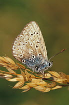 Common blue butterfly {Polyommatus icarus} Cornwall, U