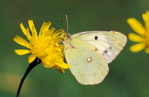Clouded yellow butterfly {Colias crocea} Cornwall, UK