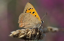 Small copper butterfly {Lycaena phlaeas} Cornwall, UK