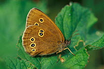 Ringlet butterfly {Aphantopus hyperantus} Cornwall, UK