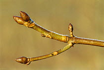 Horse chestnut tree sticky buds {Aesculus hippocastanum} Cornwall, UK