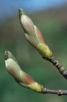 Sycamore tree buds {Acer pseudoplatanus} Devon, UK