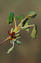 Horse chestnut tree leaves emerging {Aesculus hippocastanum} Cornwall, UK