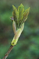 Sycamore tree leaves emerging {Acer pseudoplatanus} Devon, UK