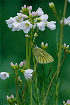 Green veined white butterfly {Pieris napi} on Ladies smock {Cardamine pratensis} UK Cornwal