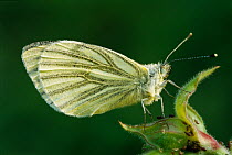 Green veined white butterfly {Pieris napi} Cornwall, UK