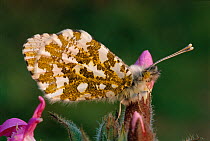 Orange tip butterfly {Anthocharis cardamines} Cornwall, UK