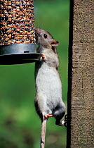 Brown rat {Rattus norvegicus} climbing to feed on nuts in bird feeder. Cornwall, UK