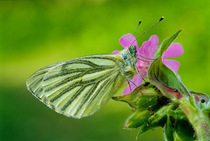 Green veined white butterfly {Pieris napi} + flower beetles Cornwall, UK