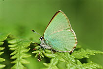 Green hairstreak butterfly {Callophrys rubi} on bracken Devon, UK