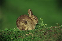Young European rabbit {Oryctolagus cuniculus} Lundy Is, Devon, UK