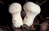 Common puffball fungus {Lycoperdon gemmatum} Cornwall, UK