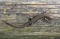 Viviparous / Common lizard {Lacerta vivipara} Cornwall, UK