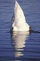 Mute swan up-ending {Cygnus olor} Cornwall, UK